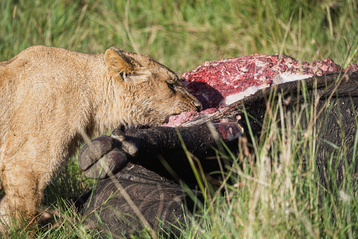 Lion