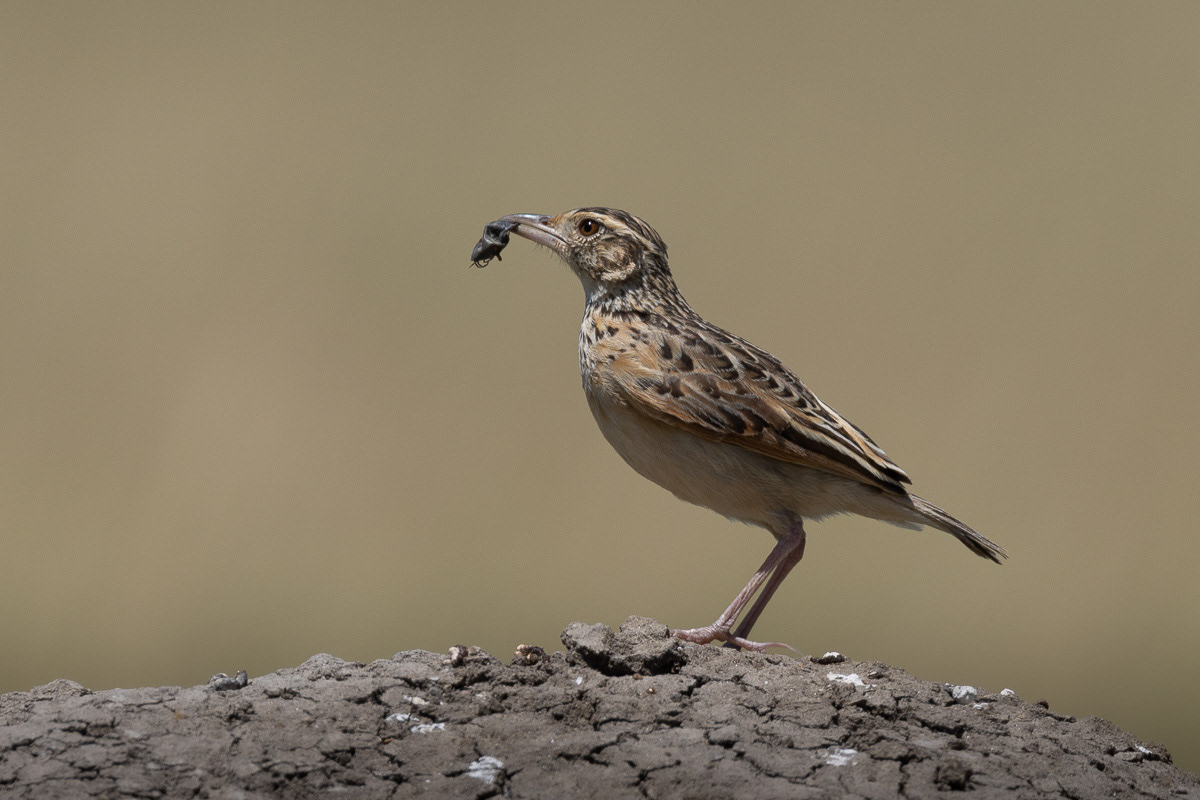 Alouette à nuque rousse
