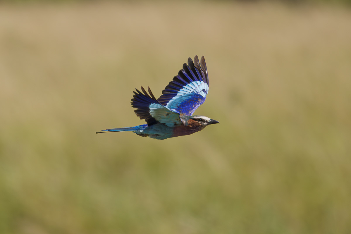 Rollier à long brun