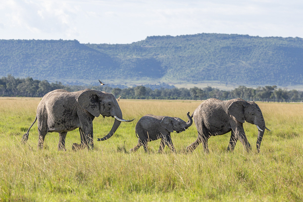 Eléphant