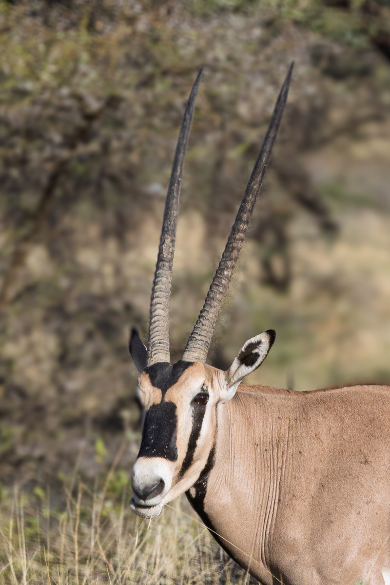 Oryx