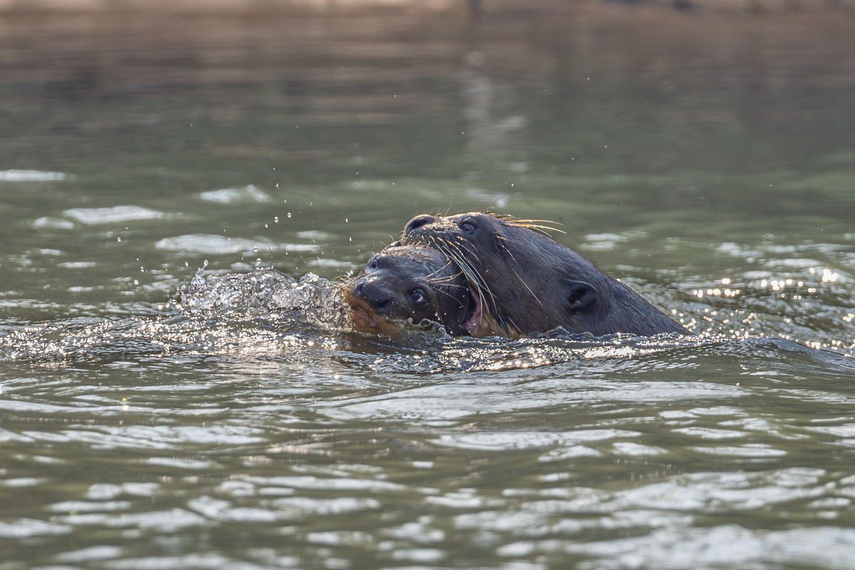 Loutre géante ramenant son petit 