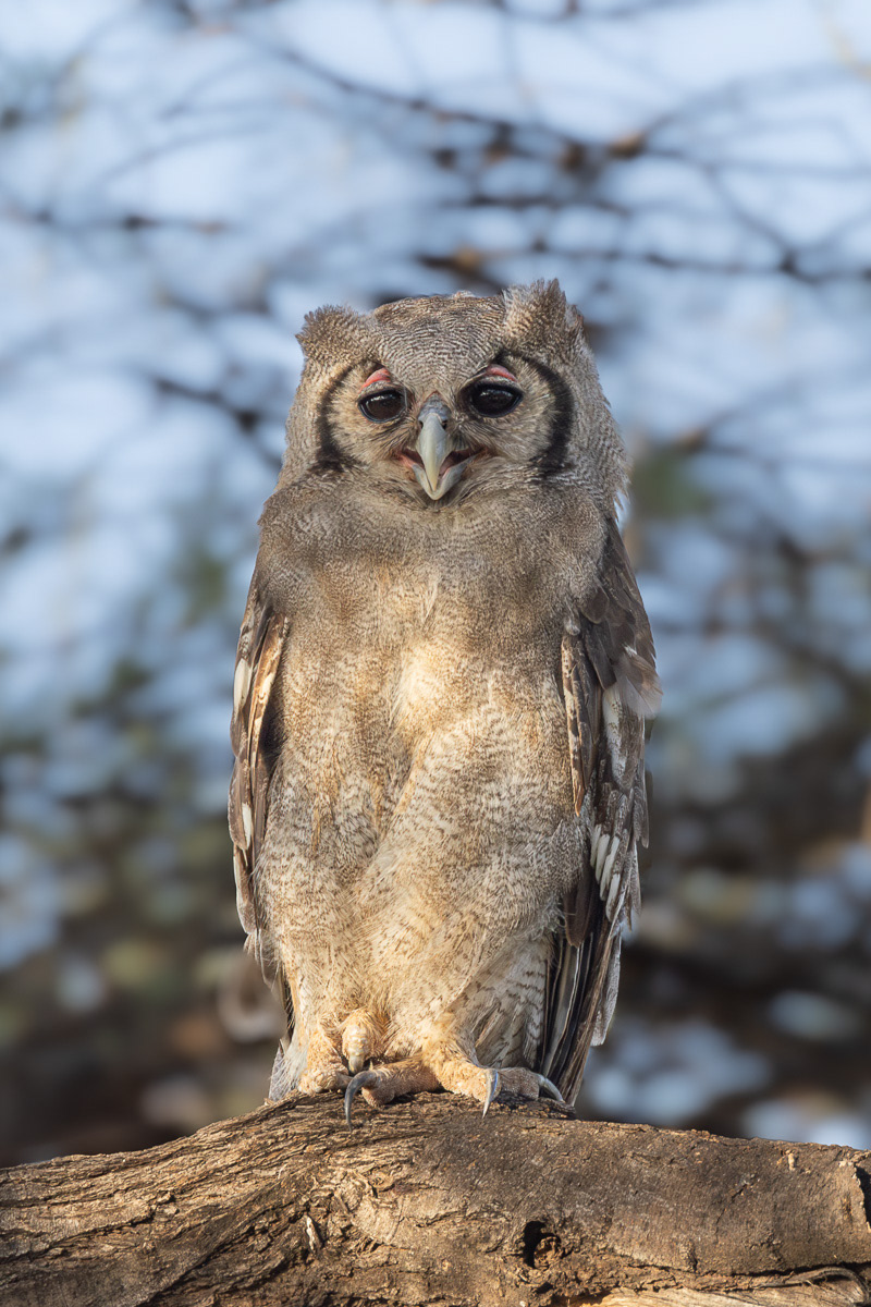 Grand duc de verreaux