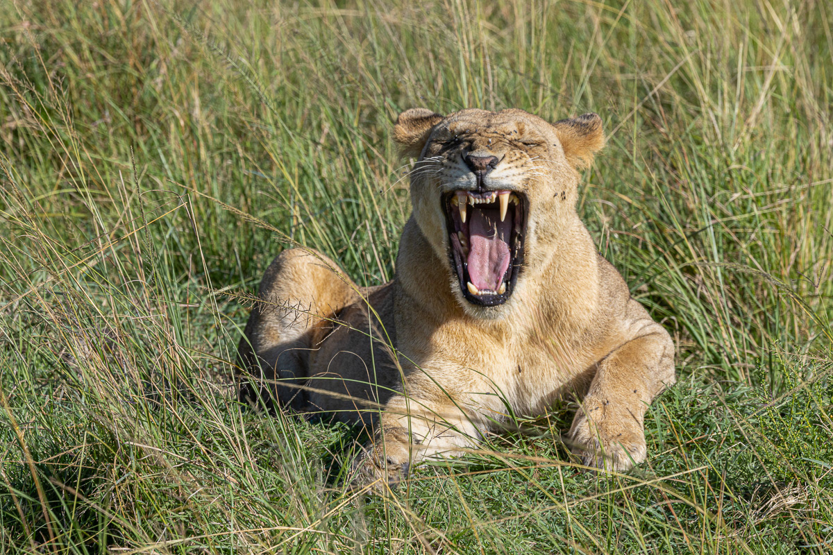 Lion