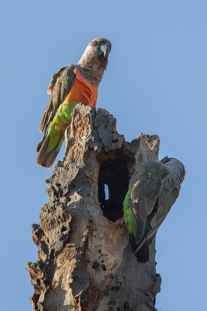 Perroquet à ventre rouge
