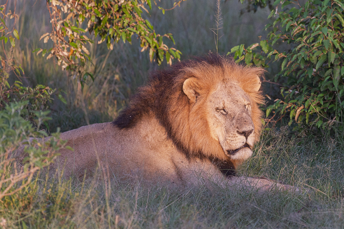 Lion