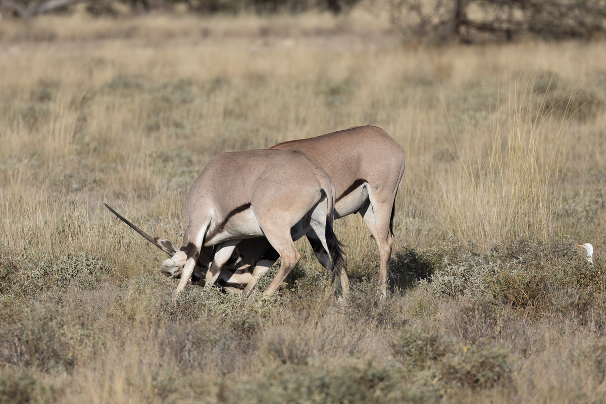 Oryx