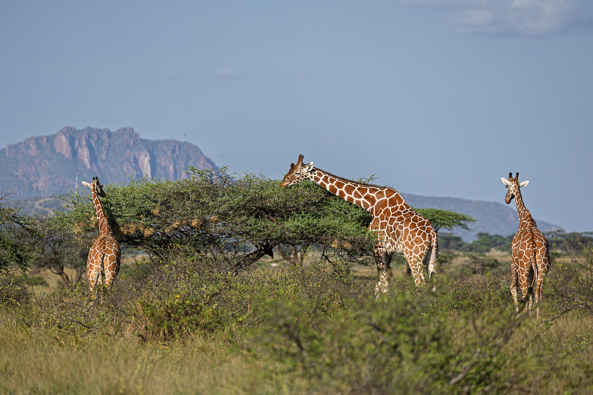 Girafe réticulée