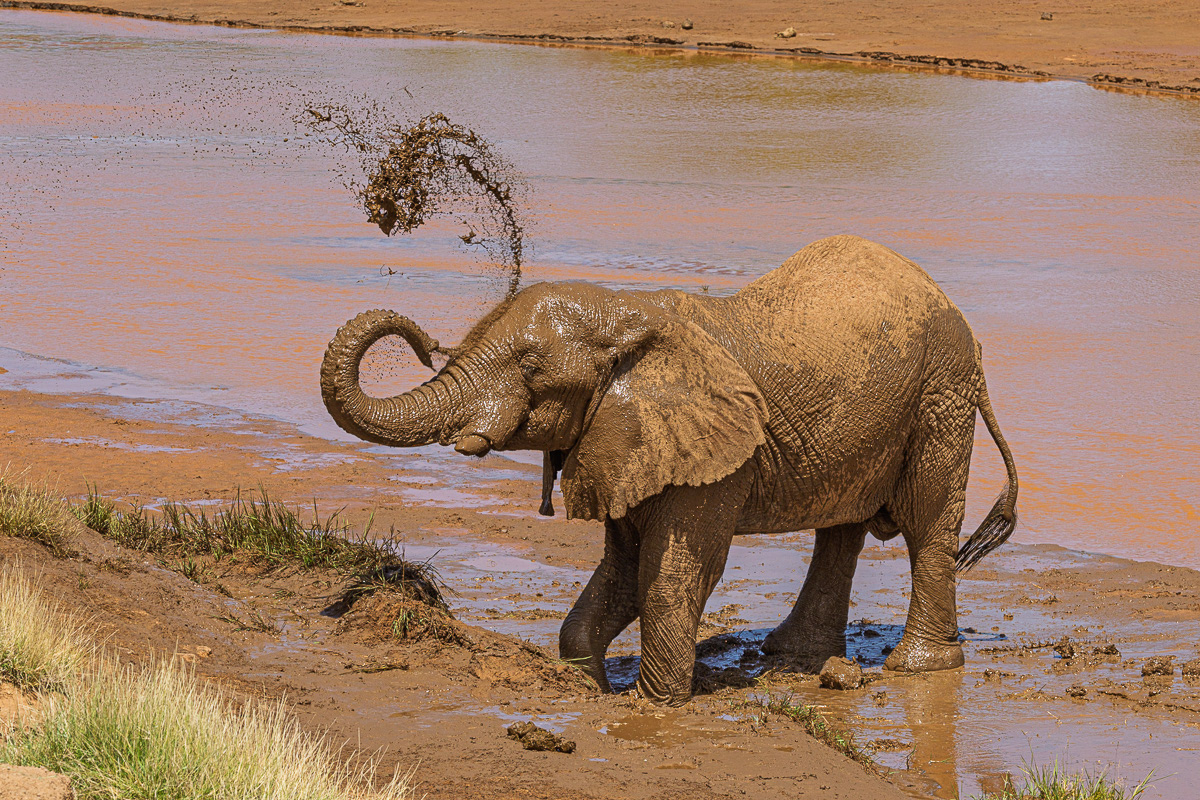 Eléphant