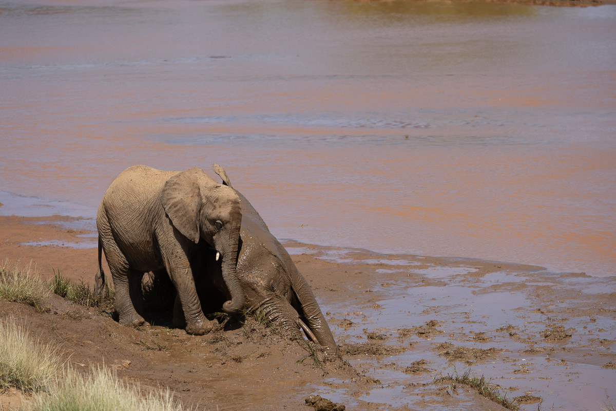 Eléphant