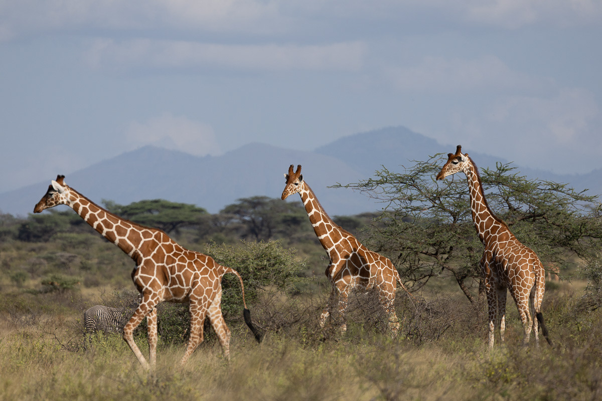 Girafe réticulée