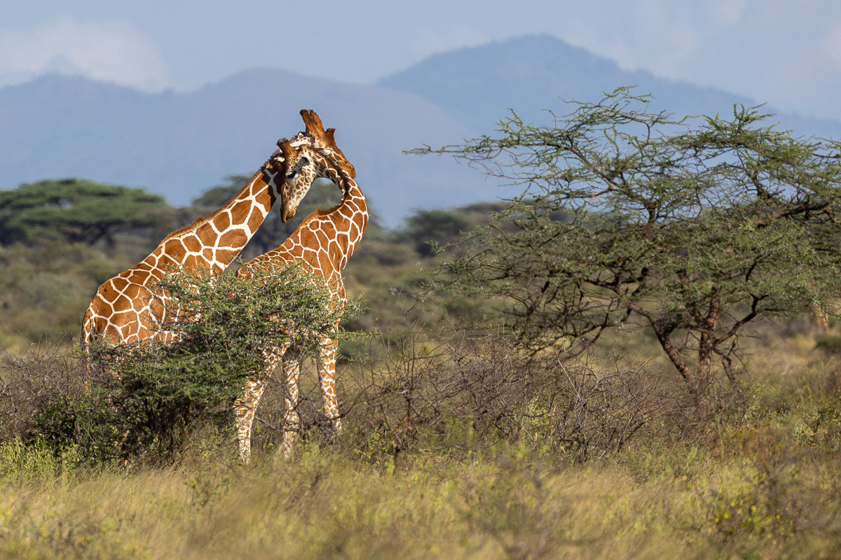 Girafe réticulée