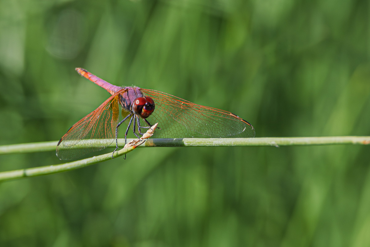 Sympetrum rouge sang