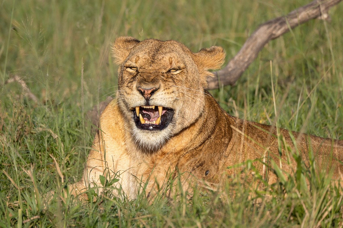 Lion