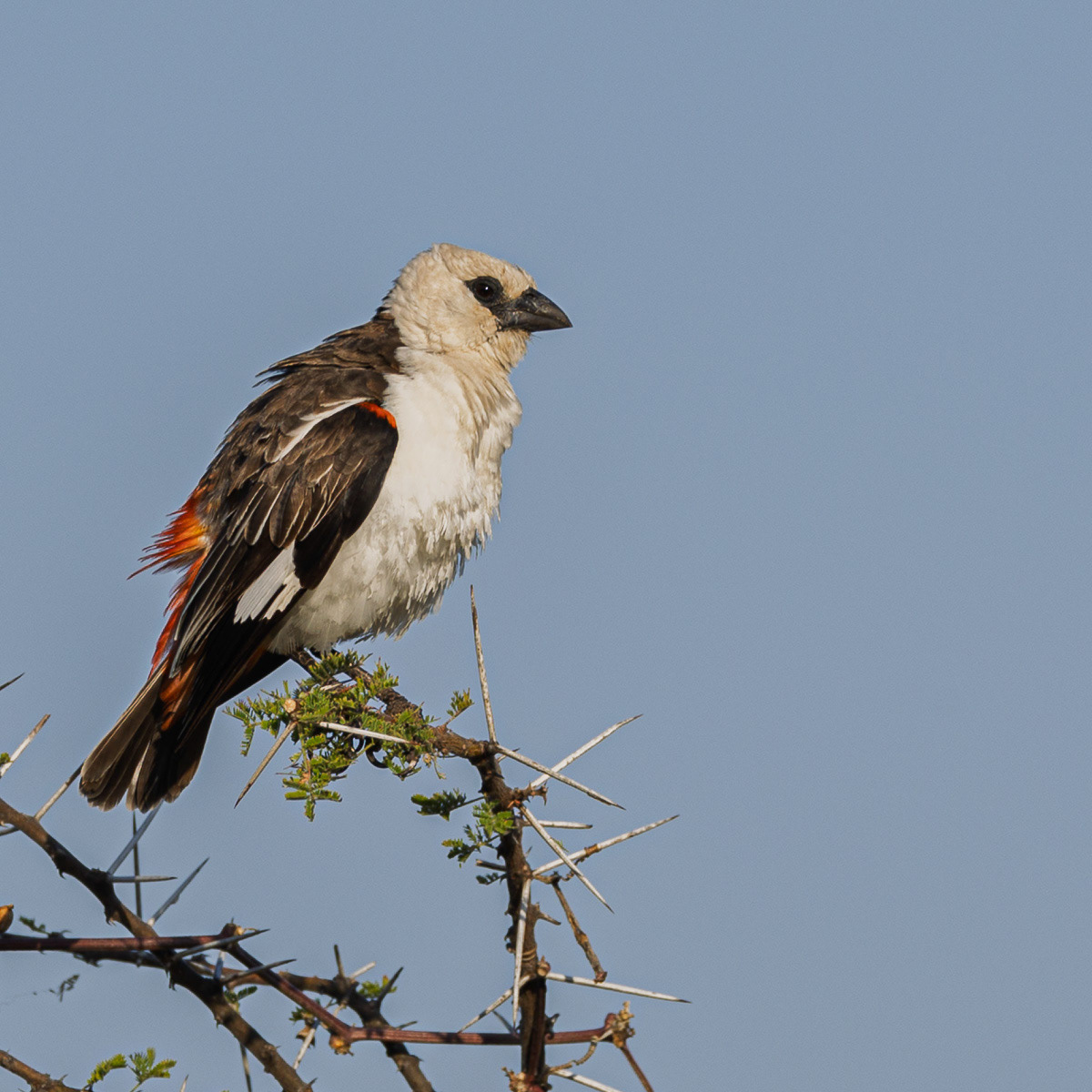Alecto à tête blanche
