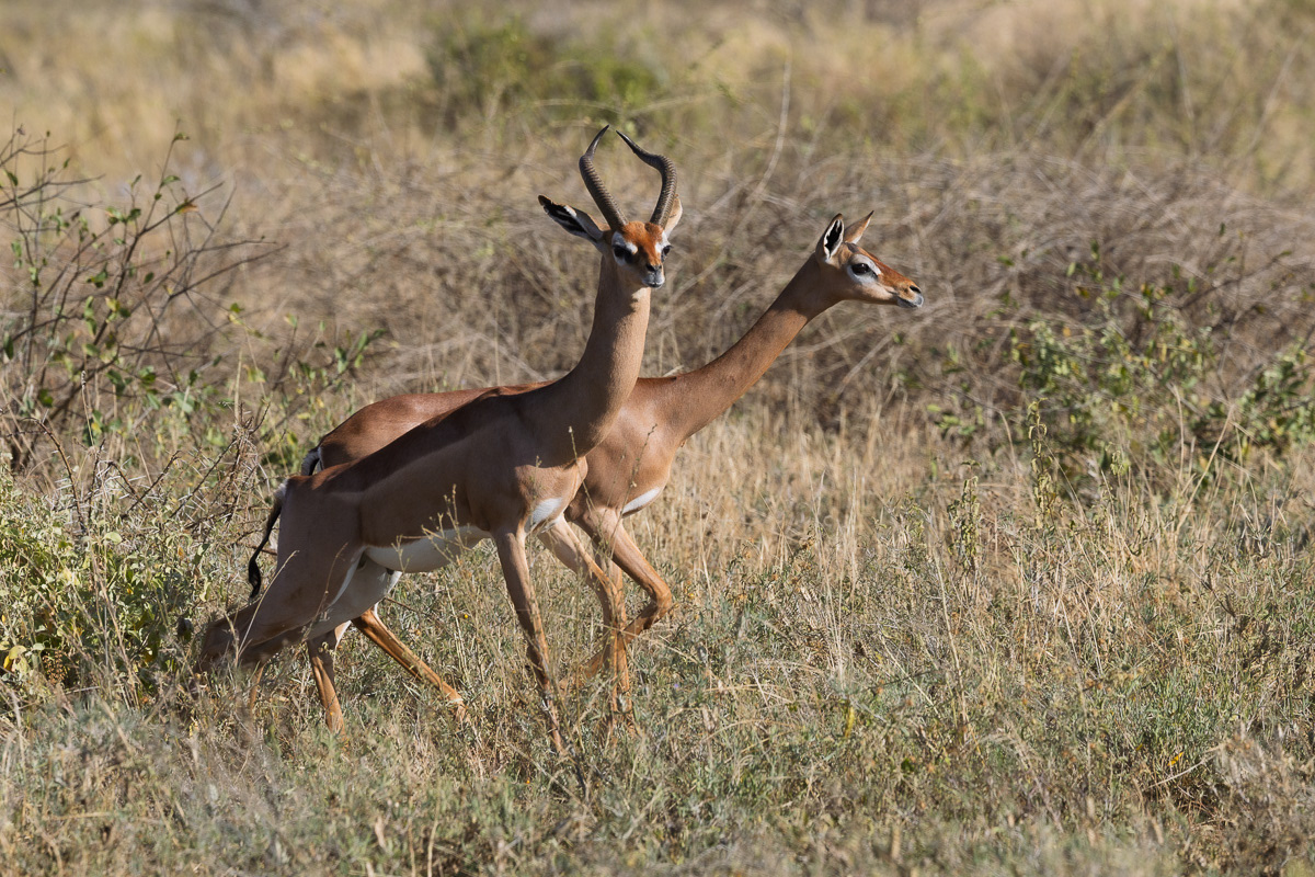 Antilope girafe