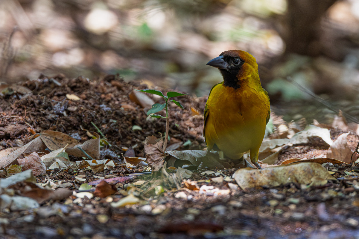 Tisserin à tête noire