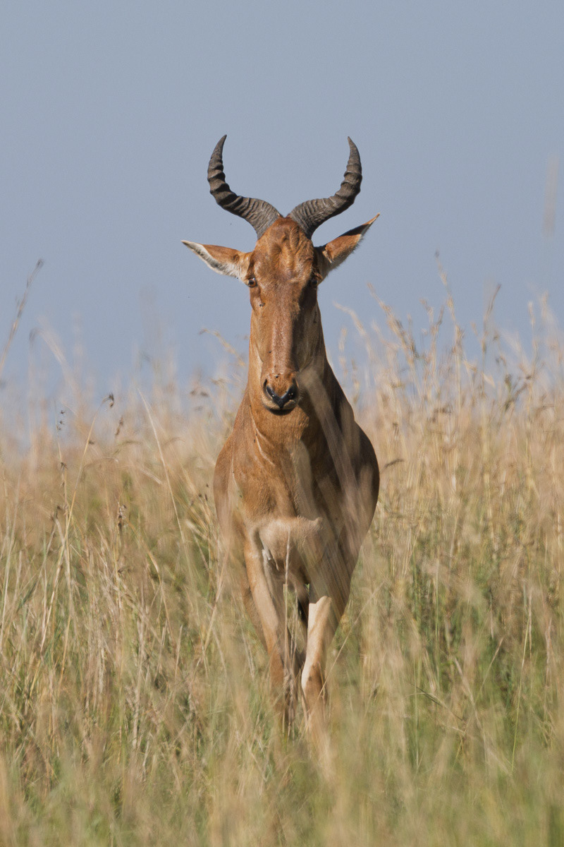Bubale roux