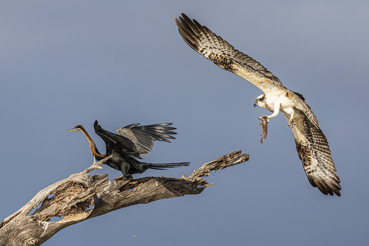 Anhinga d'Afrique et Balbuzard pêcheur