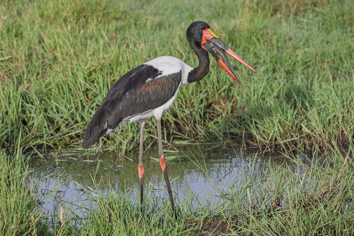 Jabiru d'Afrique
