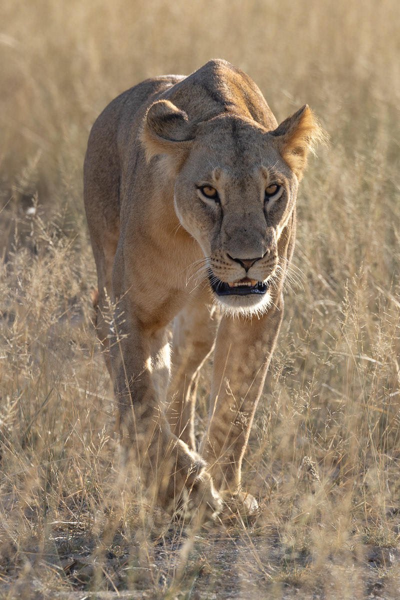 Lion