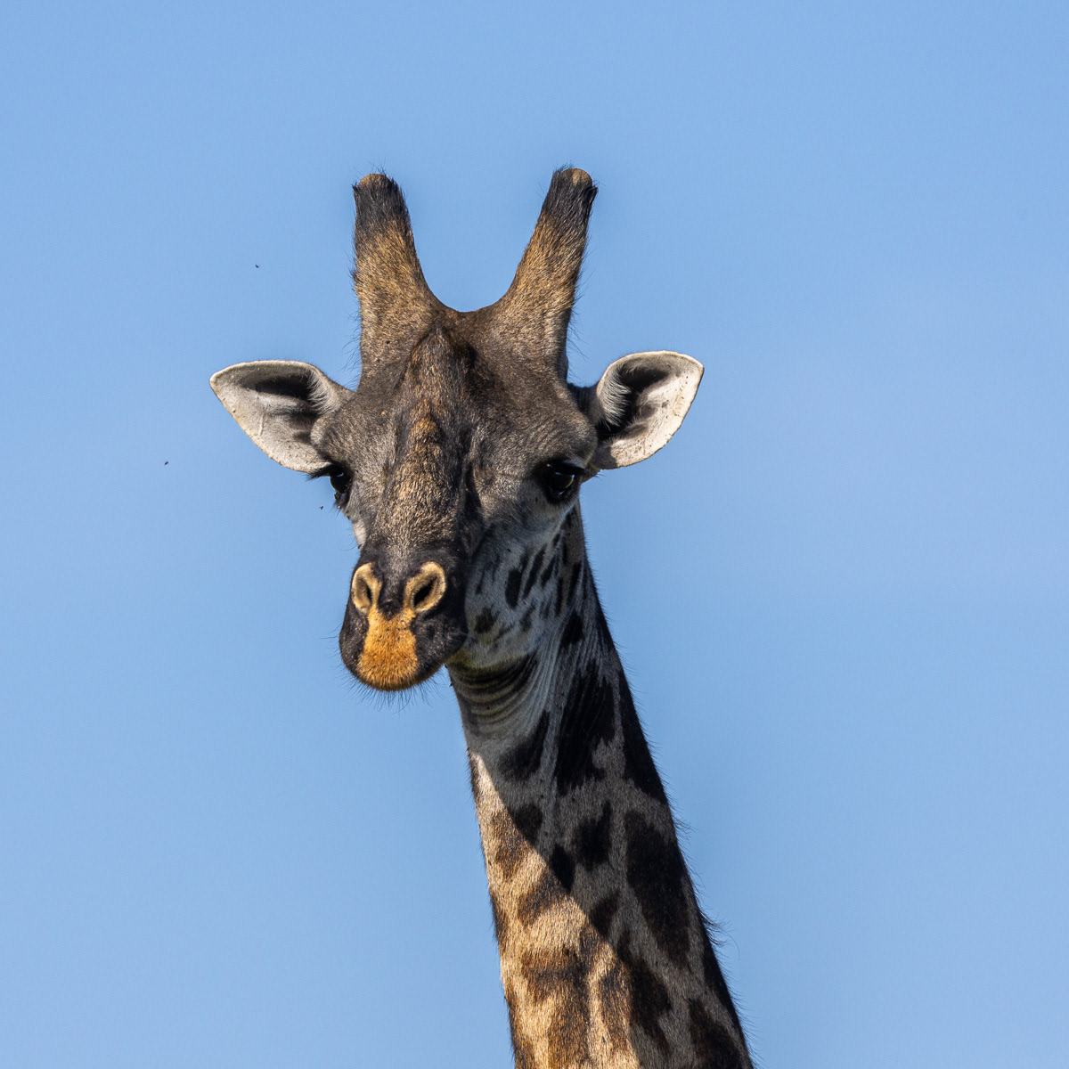 Girafe Masaï