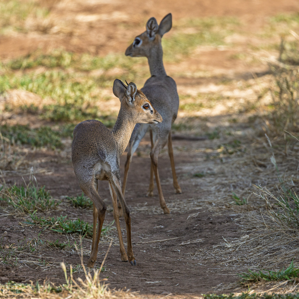 Dik Dik
