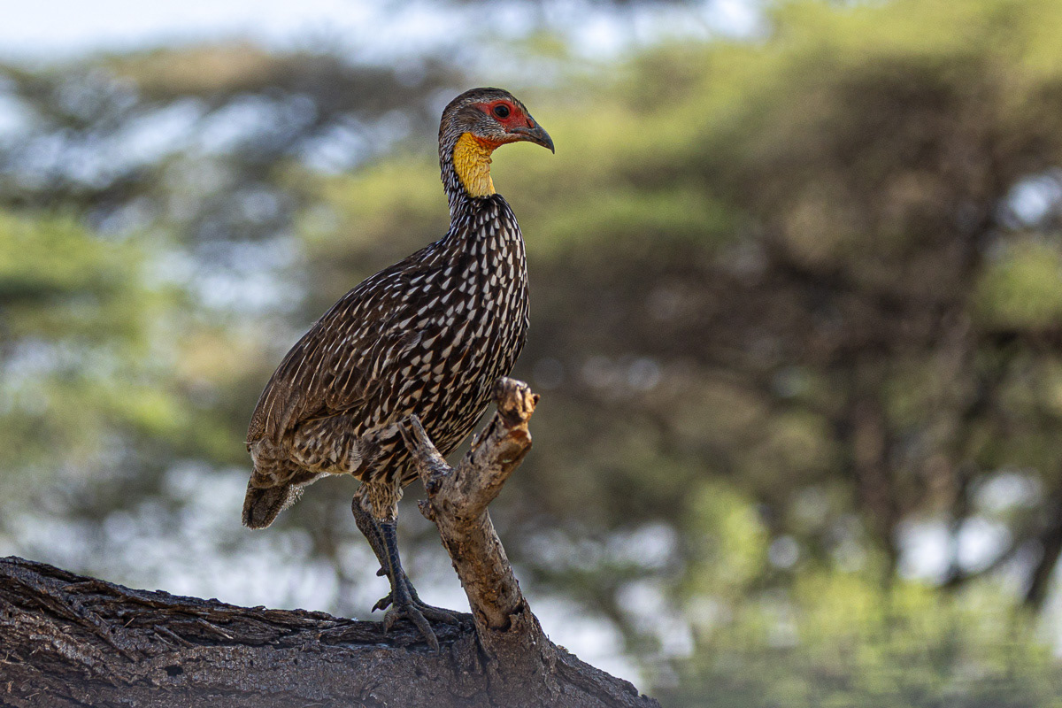 Francolin à cou jaune