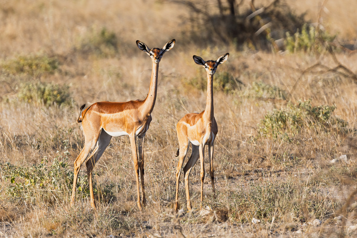 Antilope Girafe