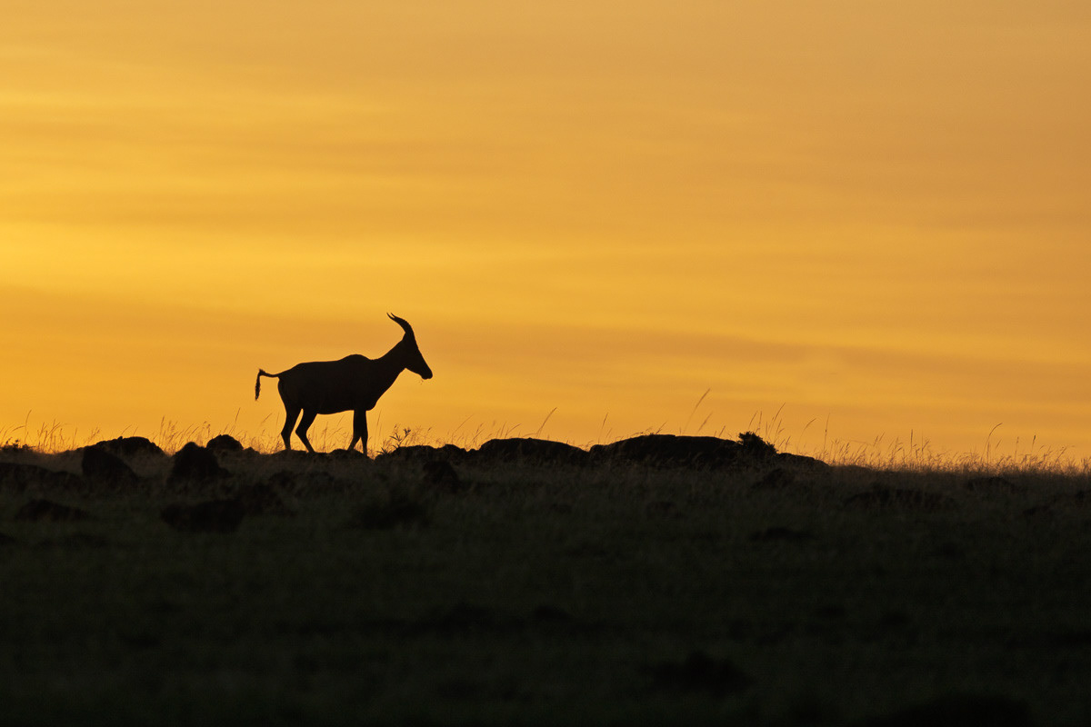 Gazelle de Grant