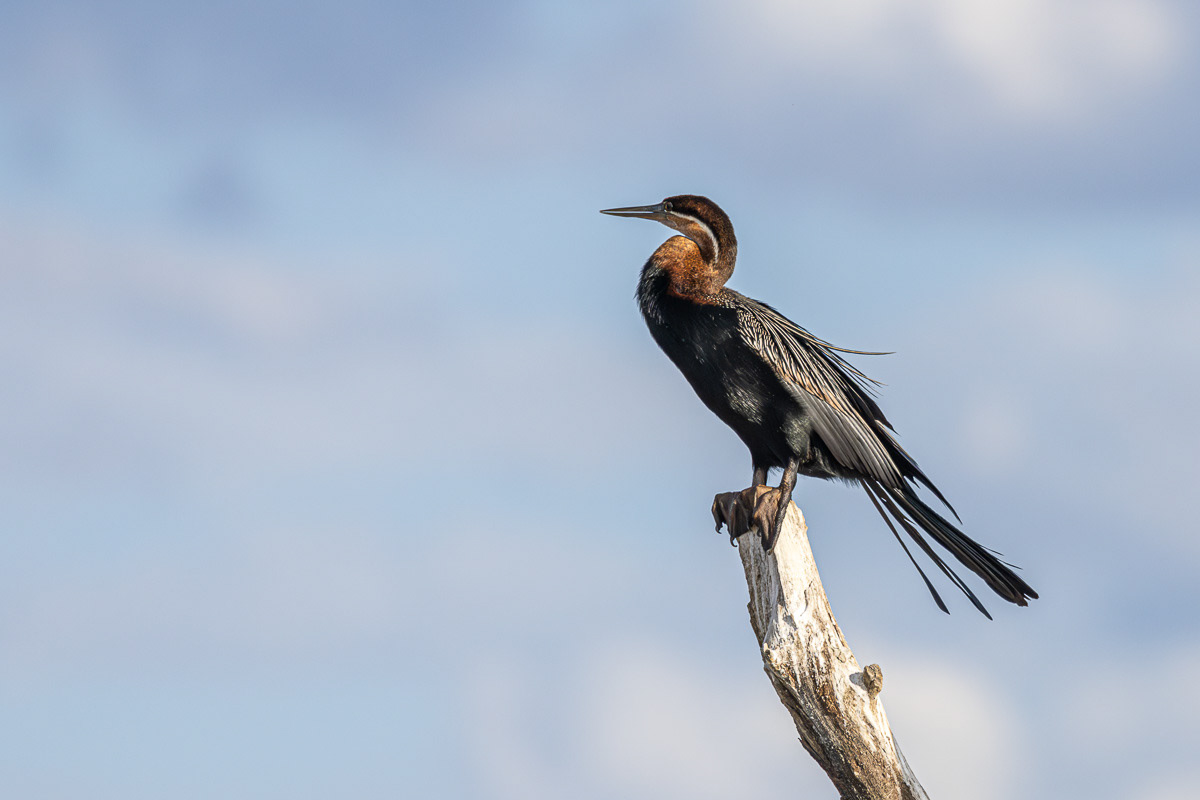 Anhinga d'Afrique