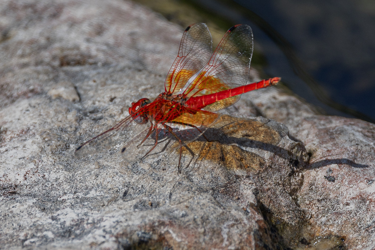 Sympetrum rouge sang