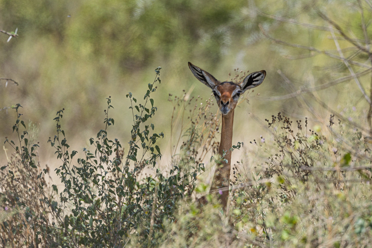 Antilope Girafe