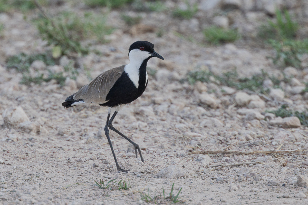 Vanneau à tête noire