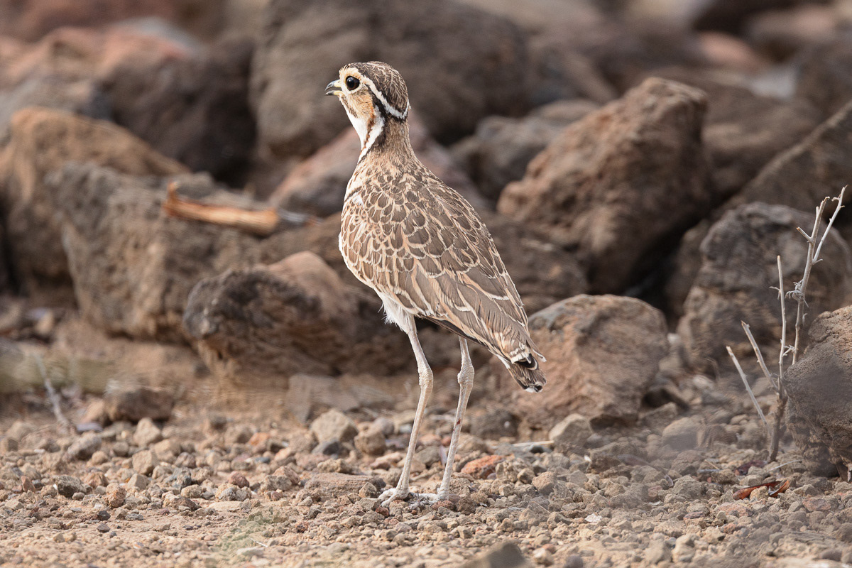 courvite à triple collier