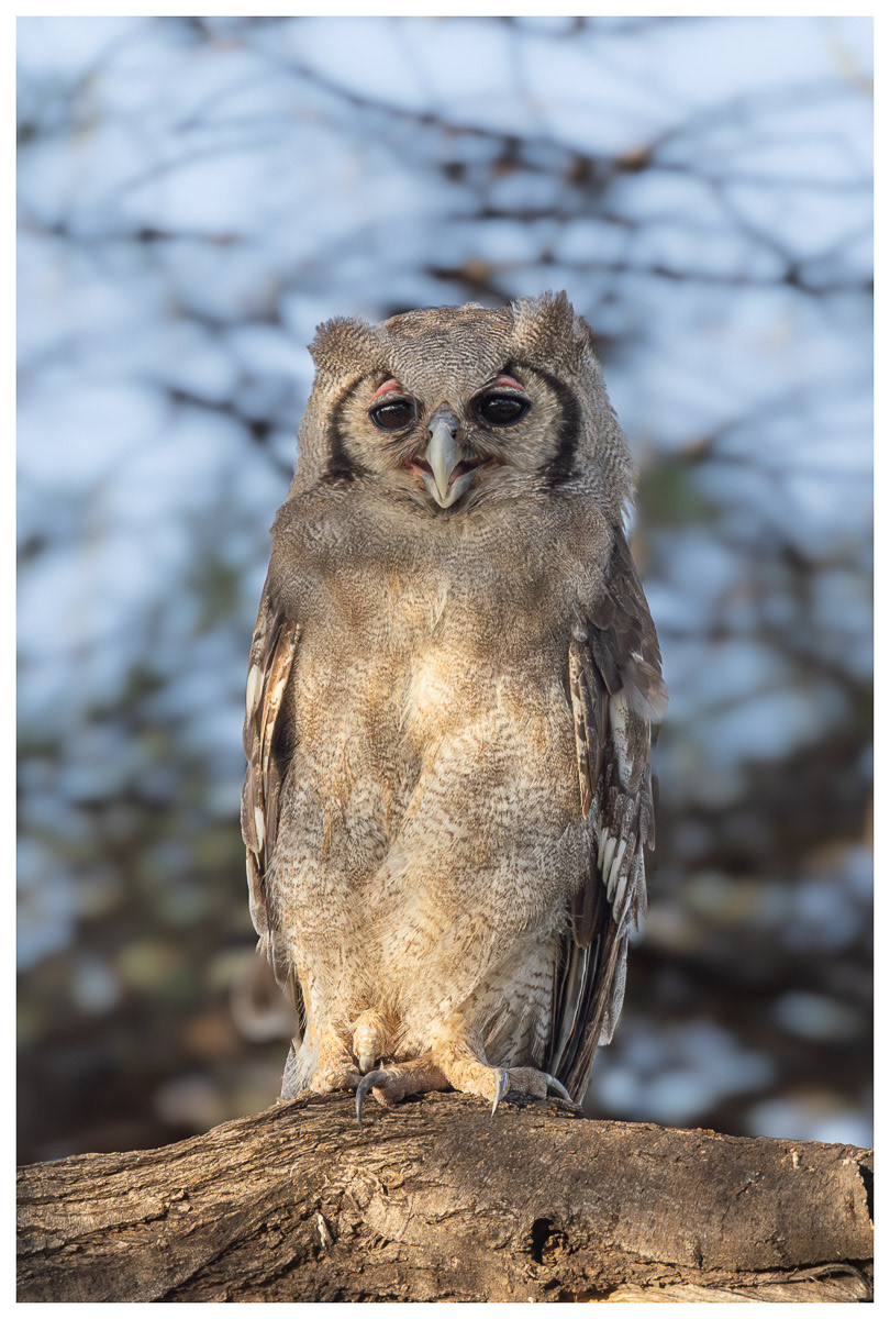 Grand Duc de Verreaux