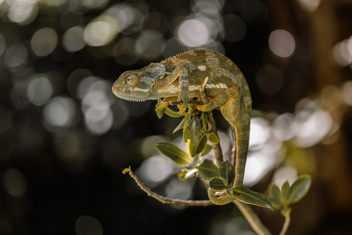 Caméléon