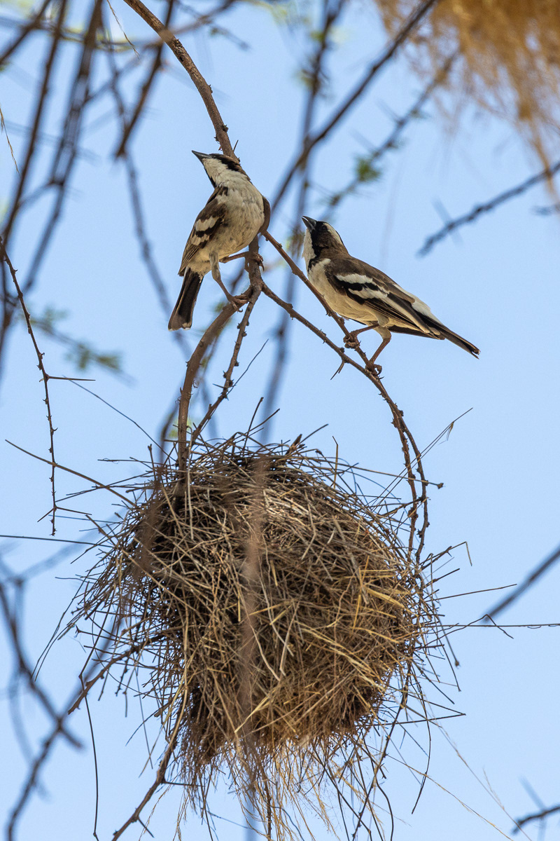 Mahali à sourcil blanc