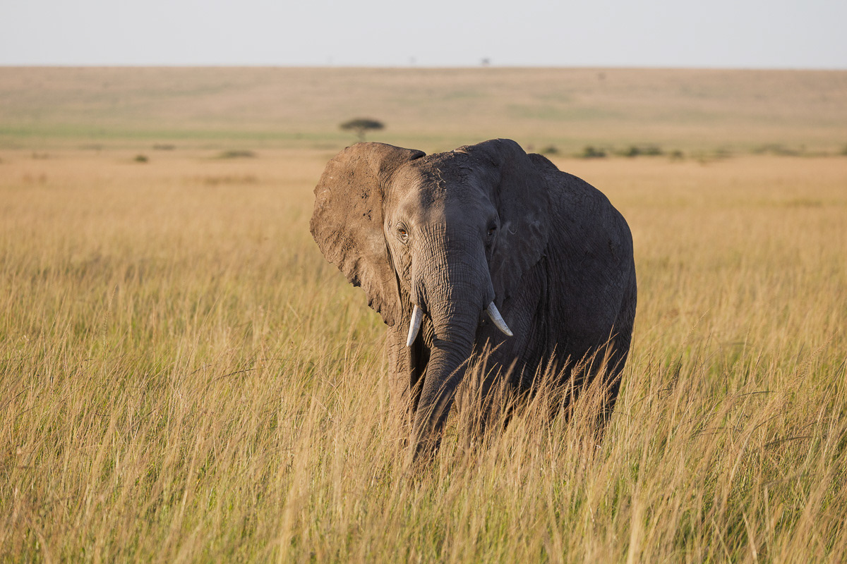 Eléphant