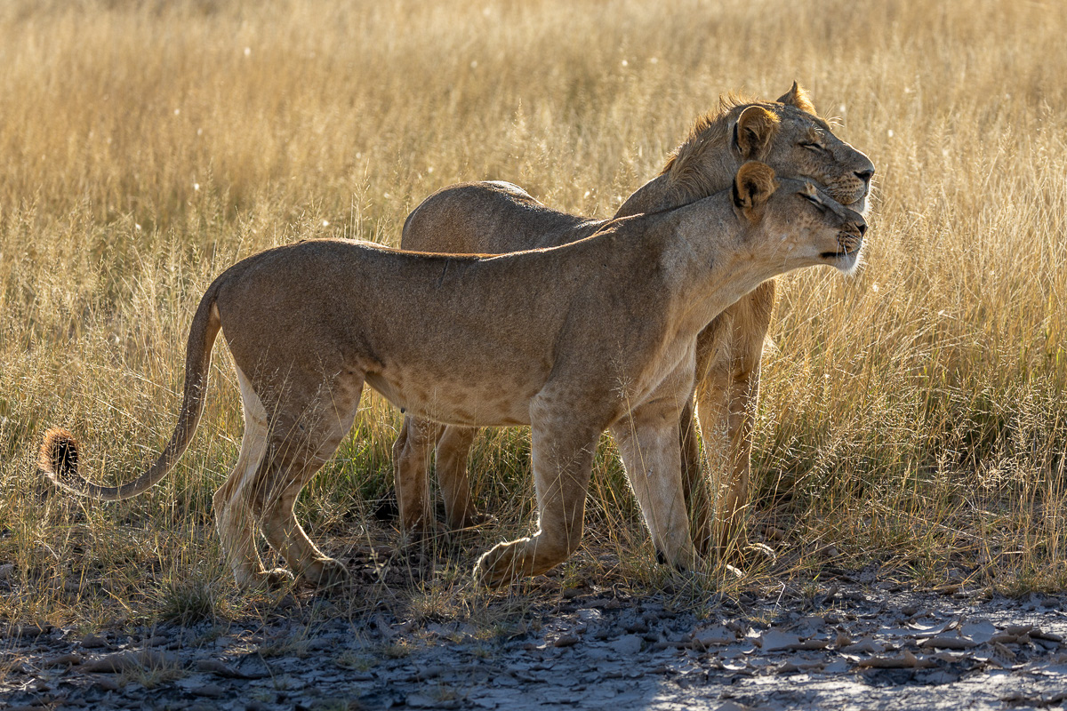 Lion