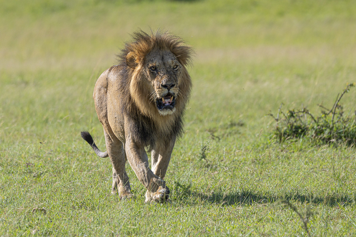 Lion