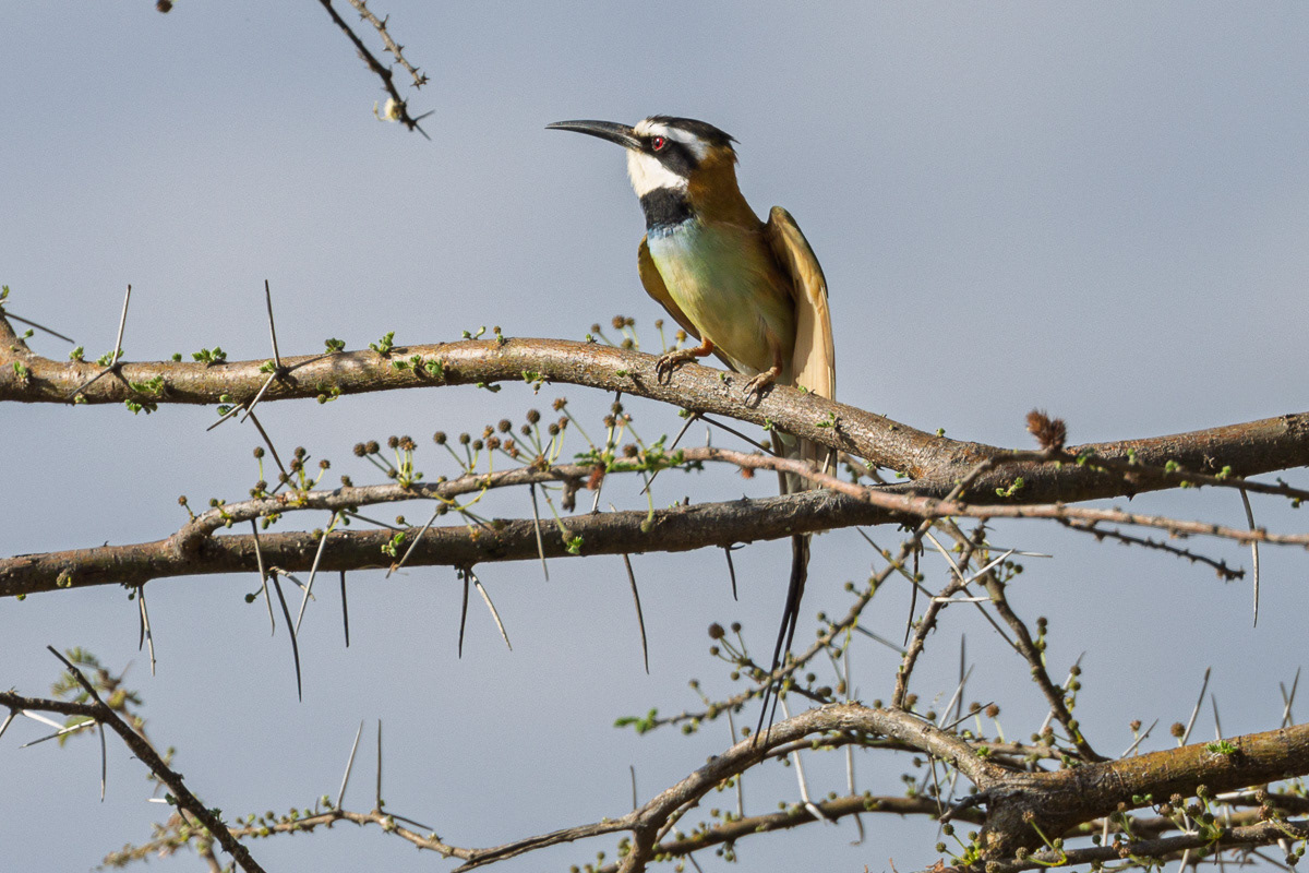 Guêpier à gorge blanche
