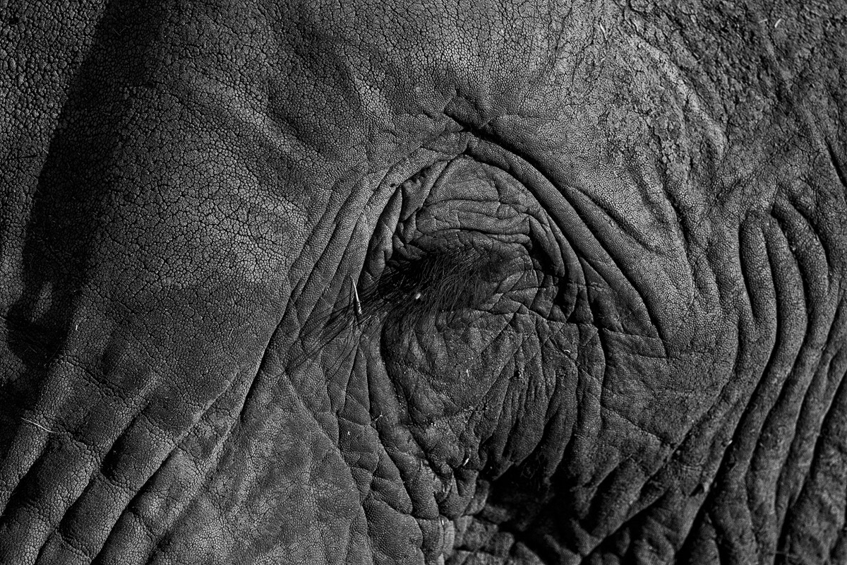 Eléphant