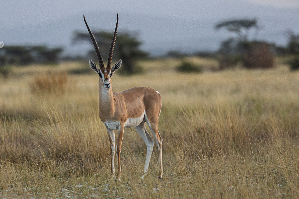 Oryx