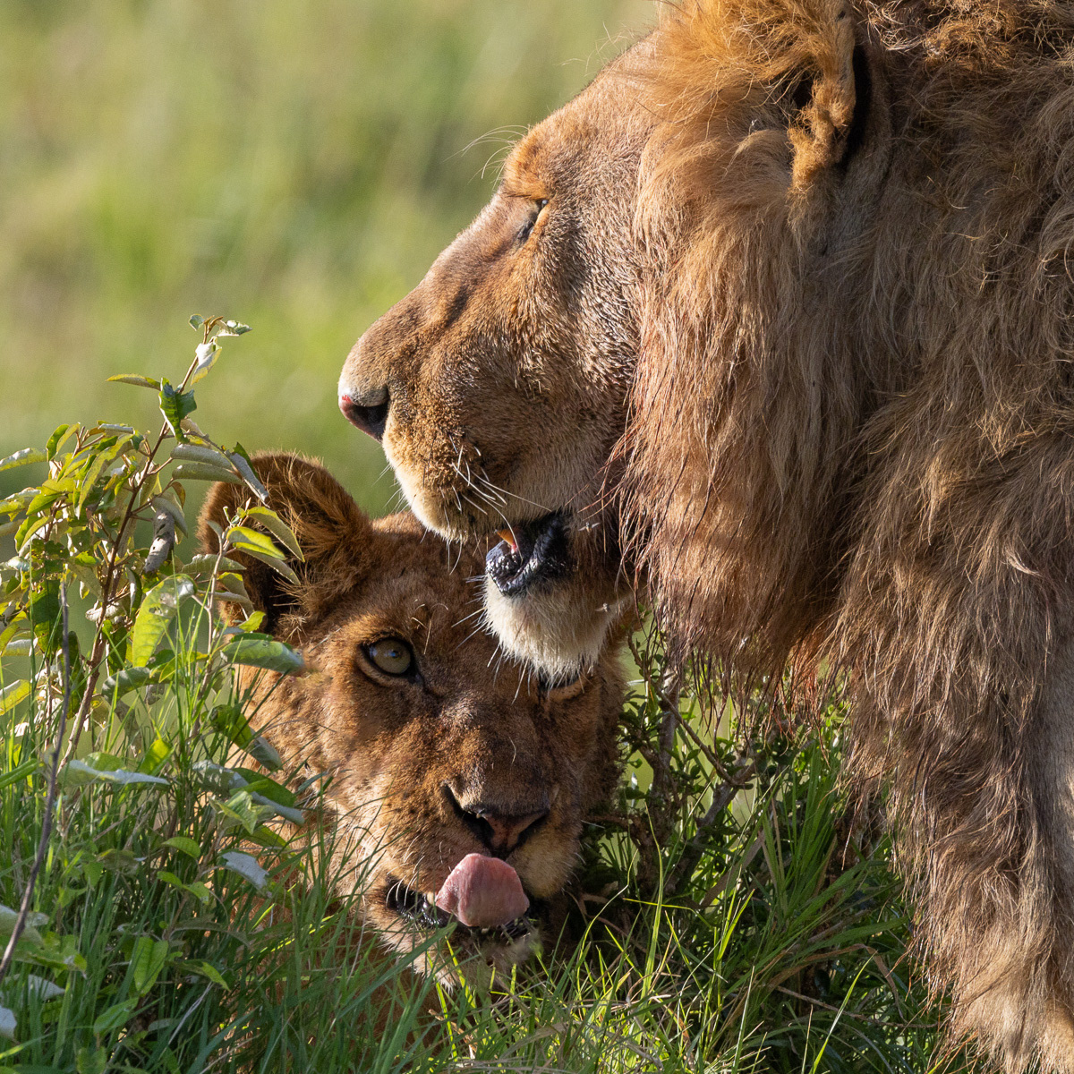 Lion