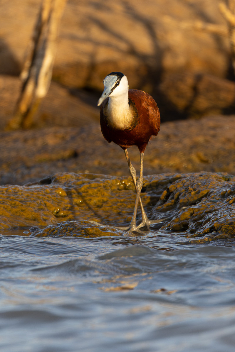 Jacana à poitrine dorée 