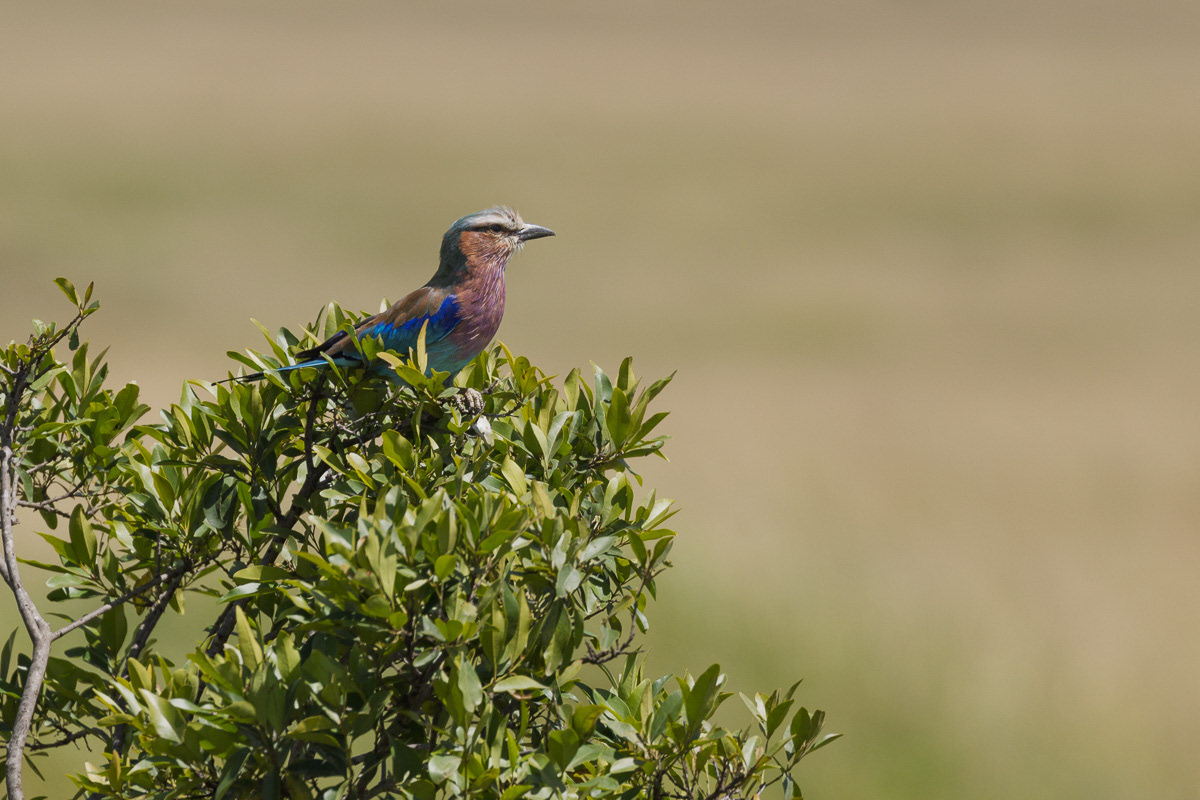 Rollier à long brun