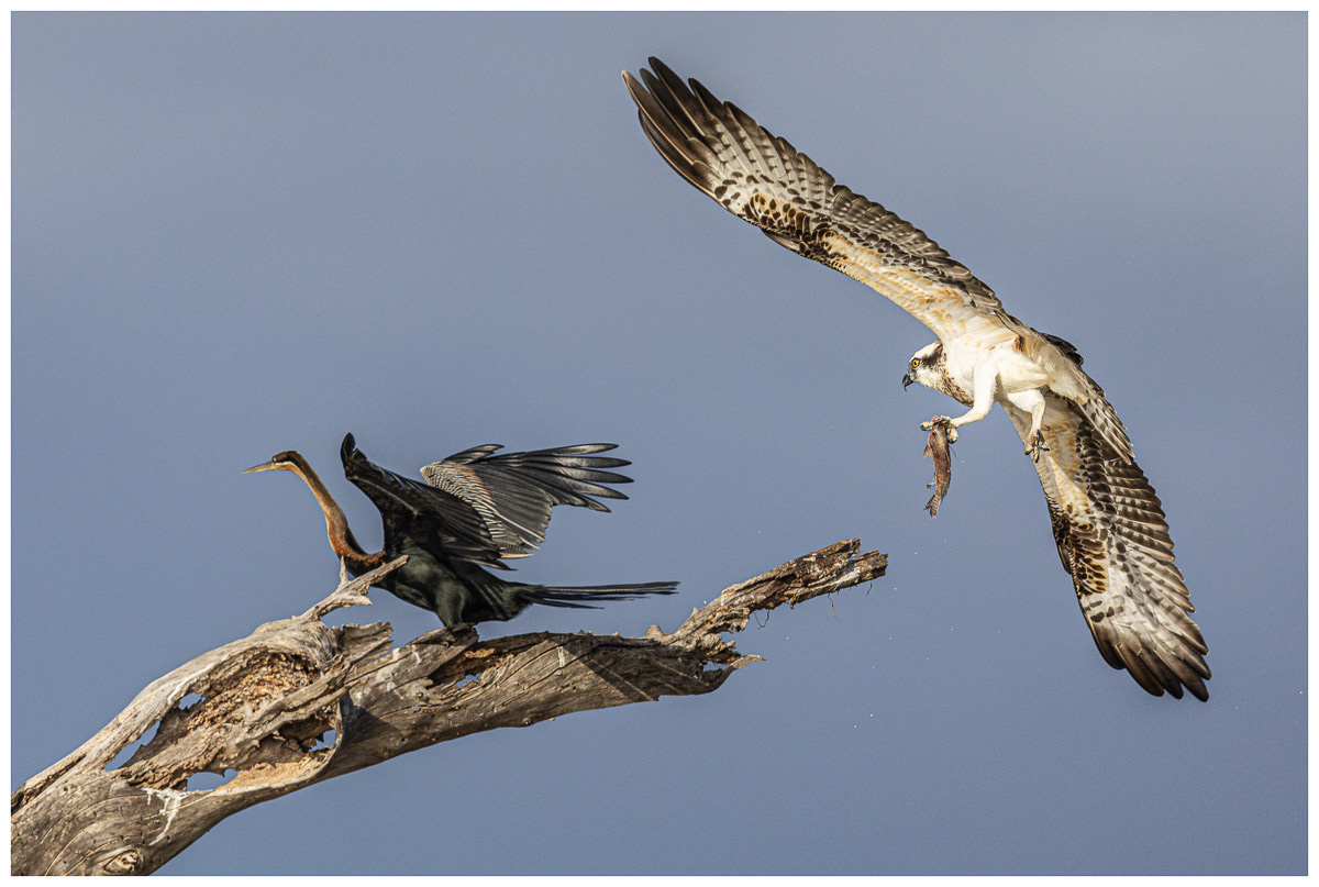Anhinga et Balbuzard Pêcheur