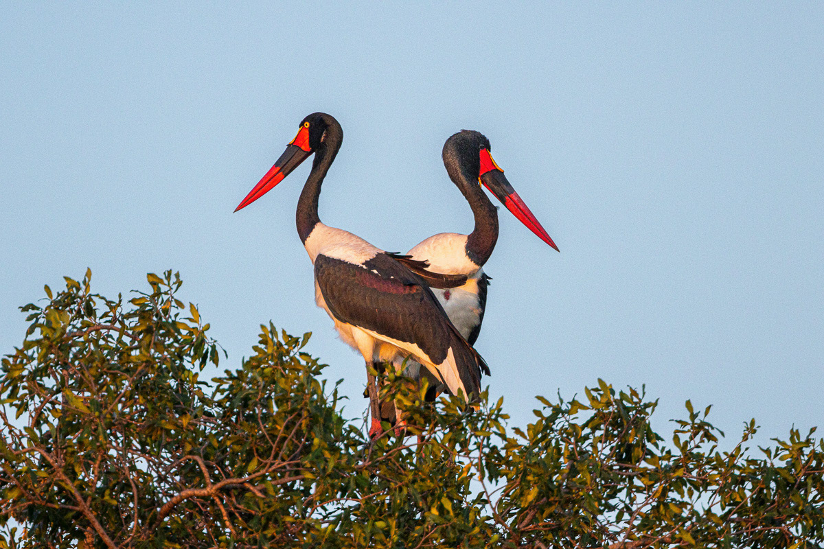 Jabiru d'Afrique