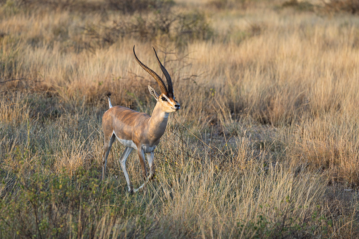 Gazelle de Grant